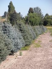 Colorado Spruce